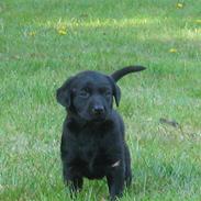 Vores måske kommende hundevalp..