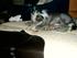 Vores Hunde