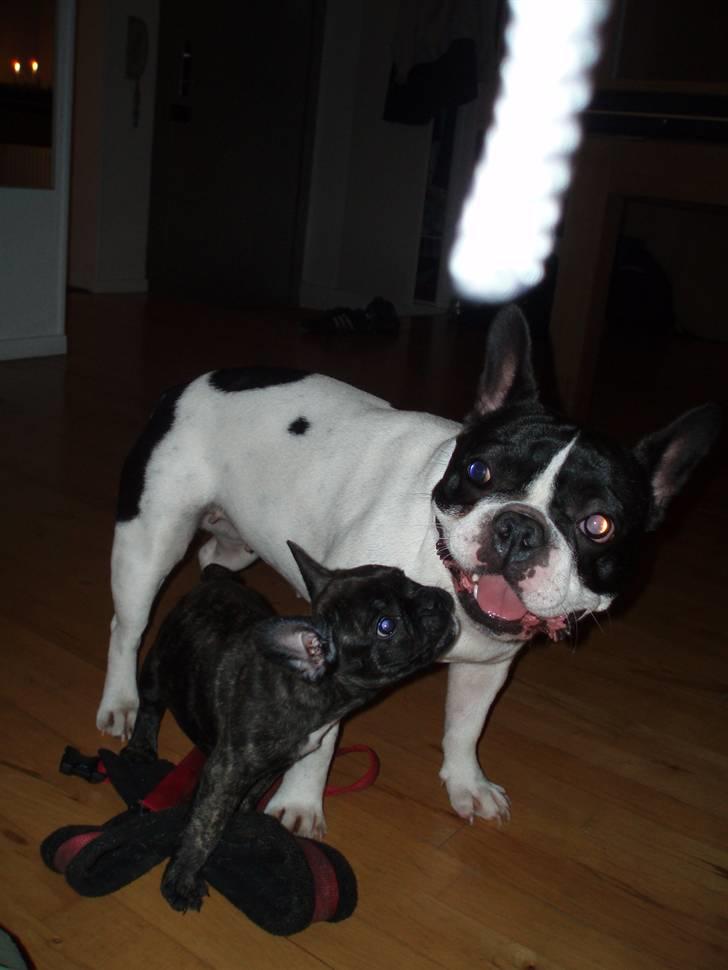 Lola leger med hendes veninde Coco... - ....:-) billede 2