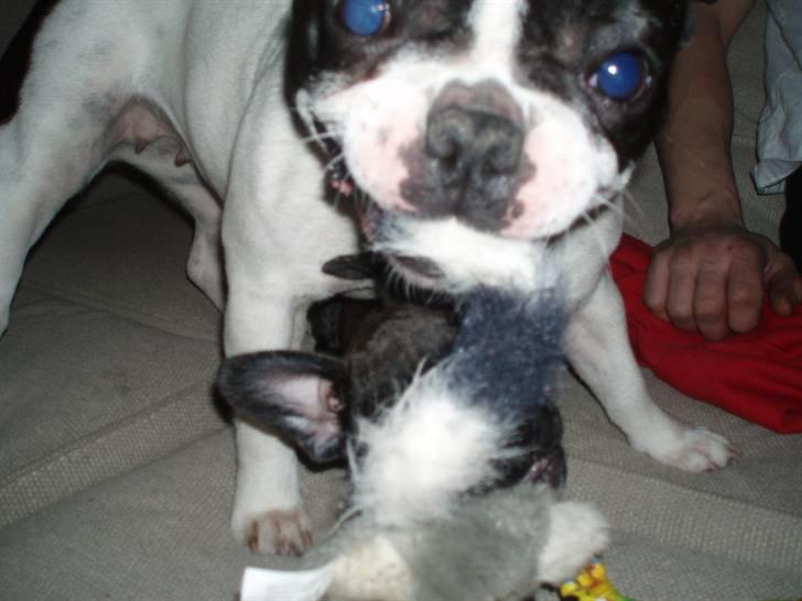 Lola leger med hendes veninde Coco... - Jeg sniger mig lige under og tager den haaaaaa:-) billede 6