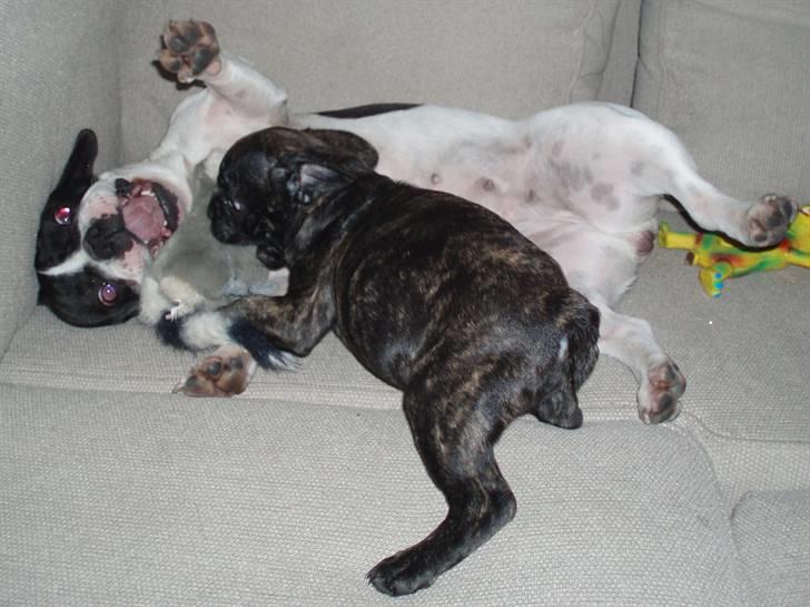Lola leger med hendes veninde Coco... - Woooohooooooo.....ANGRIIIIB!!!!! billede 8