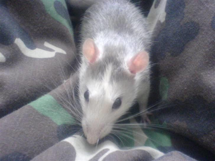 Diverse dyrebilleder, men mest rotter - Lynild billede 3