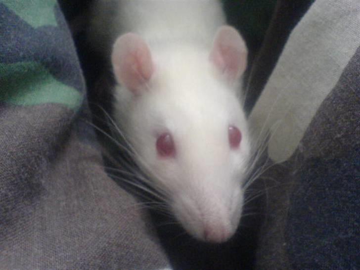 Diverse dyrebilleder, men mest rotter - Coda billede 4