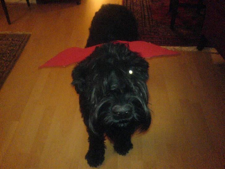 Diverse dyrebilleder, men mest rotter - Holli som farlig drage til fastelavn billede 5