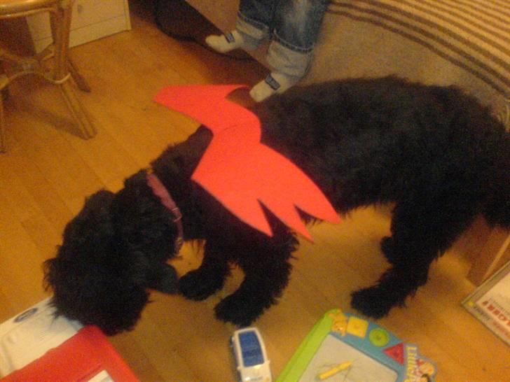 Diverse dyrebilleder, men mest rotter - Holli som farlig drage til fastelavn billede 6