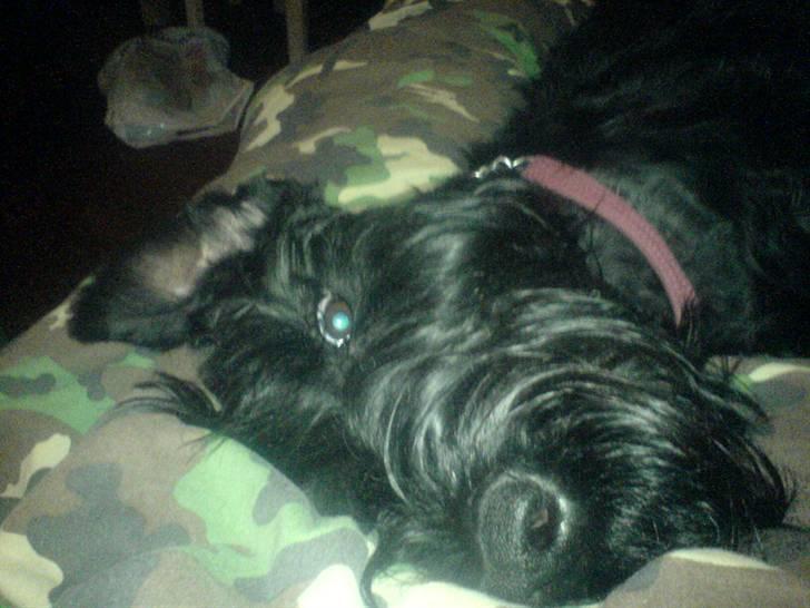 Diverse dyrebilleder, men mest rotter billede 7