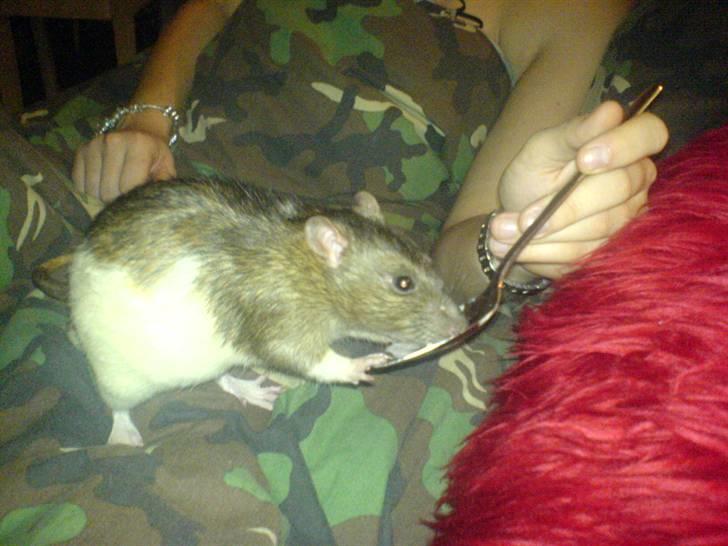 Diverse dyrebilleder, men mest rotter - Mutte min kæmpe rotte, vejede næsten 540 g billede 8