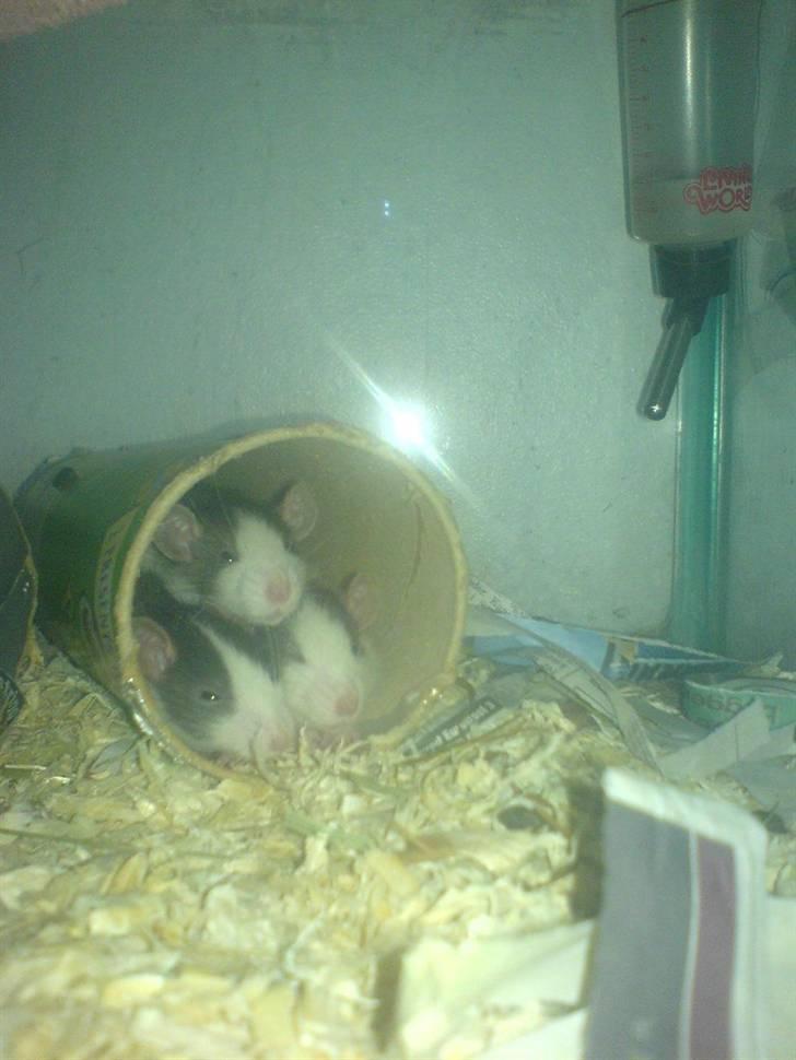 Diverse dyrebilleder, men mest rotter - Bjønebanden billede 9