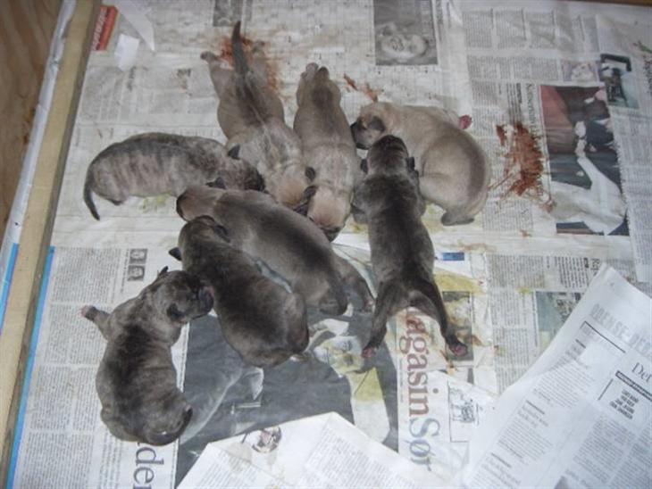 {{currentPhoto.altText}} billede {{currentPhoto.number}}