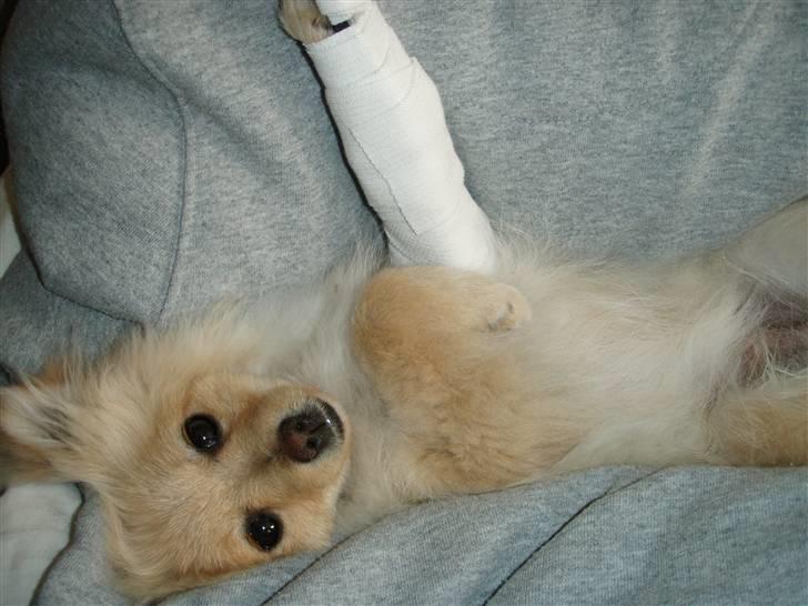 Ryd op vigtigste Let Chili med brækket ben /: - Diverse hund - Fotos fra Julie J