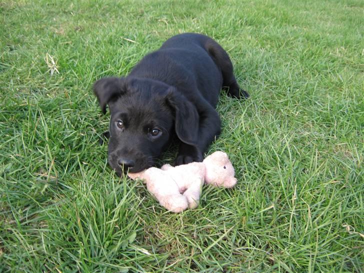 Billeder af mine hunde-venner :). - Hvalpe-Balto :). billede 5