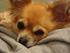 Chicas A kuld - Abigail og Achilleus 65 dage gamle + Gizmo
