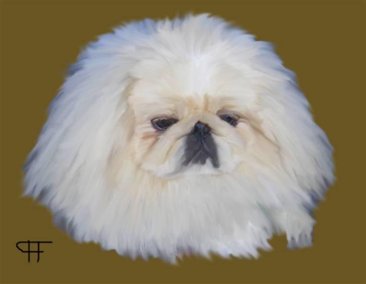Tegninger af andres hunde - Pekingeser Nicolaj. billede 299
