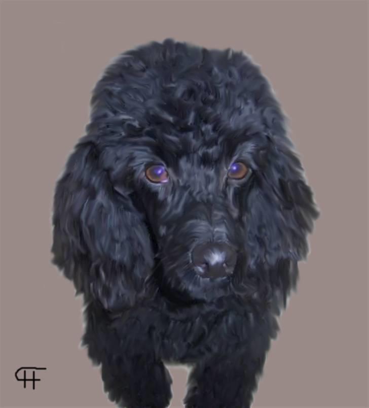 Tegninger af andres hunde - Dværgpuddel Benja. billede 300