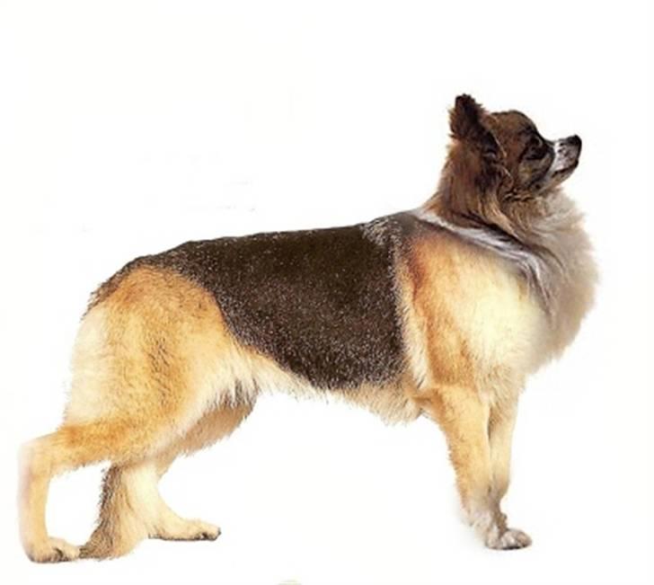 Manipulerede billeder xD - Chifer ;) Schæfer med Chihuahua hoved + forpoter xD billede 1