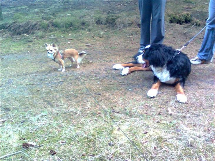 {{currentPhoto.altText}} billede {{currentPhoto.number}}