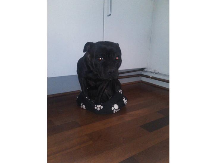 Lettere dumme hunde - Jeg passer den da fint! billede 0