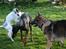 Hundeleg 21 maj