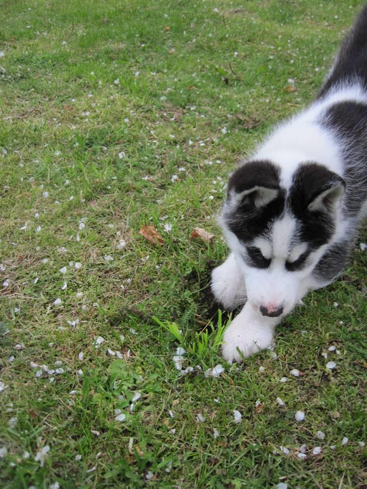 Coco på jagt efter mosegrise :o) billede 1