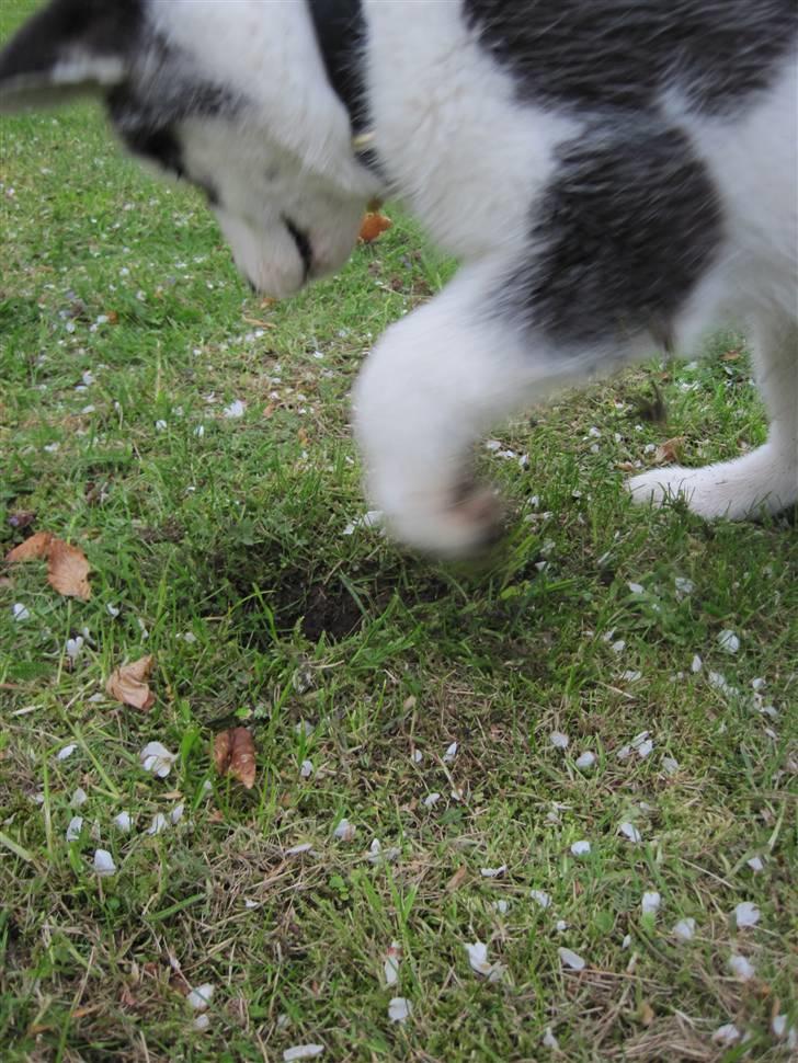 Coco på jagt efter mosegrise :o) billede 2