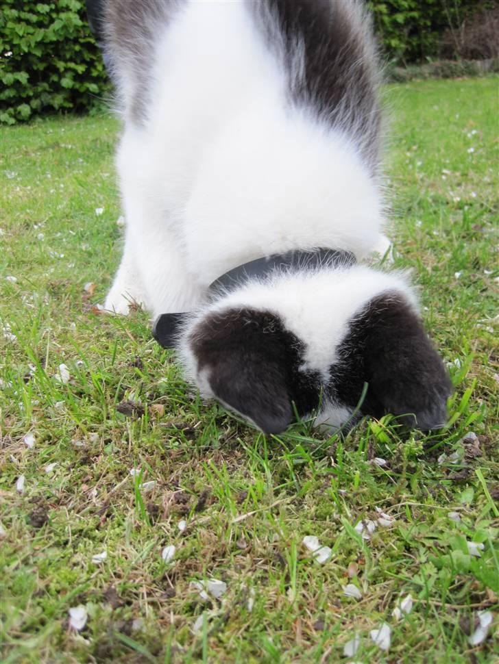 Coco på jagt efter mosegrise :o) billede 4