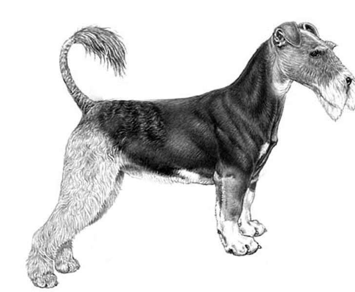 Manipulerede billeder xD - En Cao de Aireceron Welver, en blanding af fem forskellige racer ;) billede 2