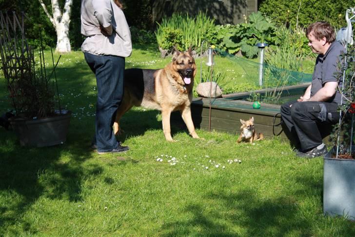 Simba 10 års fødselsdag  - Simba - amy billede 8