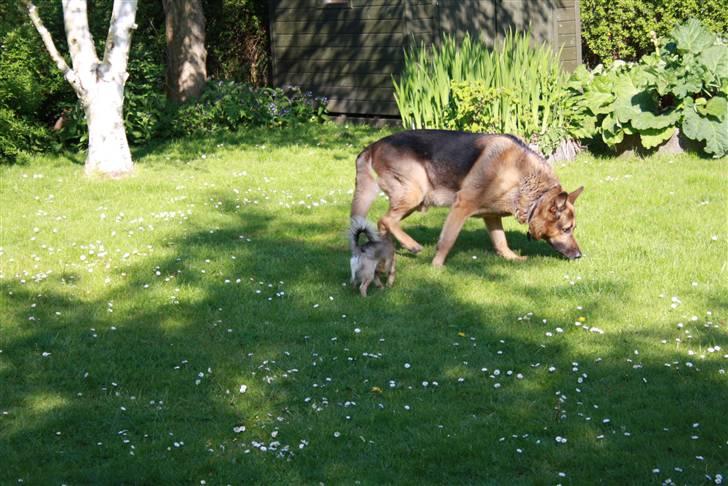 Simba 10 års fødselsdag  billede 7