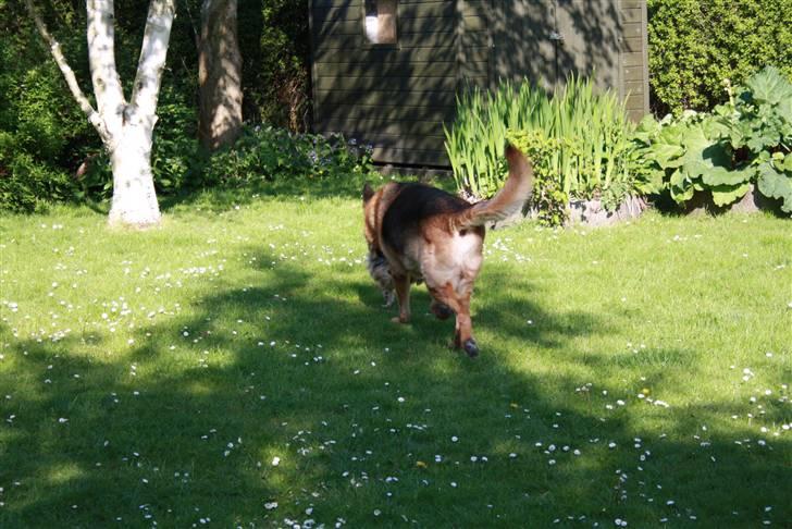 Simba 10 års fødselsdag  billede 6
