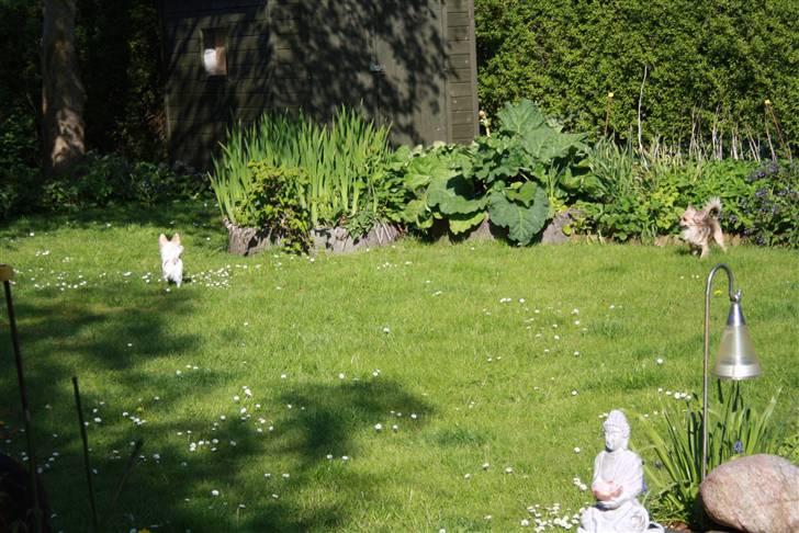 Simba 10 års fødselsdag  - Nala - nemo billede 9
