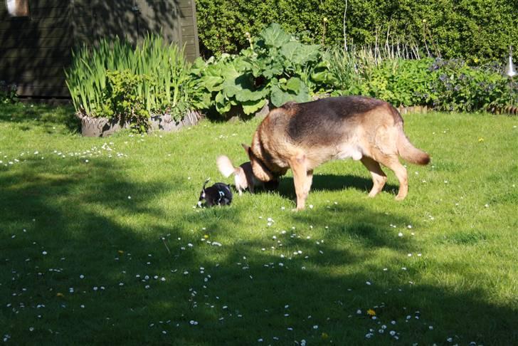 Simba 10 års fødselsdag  - Simba - silke billede 2