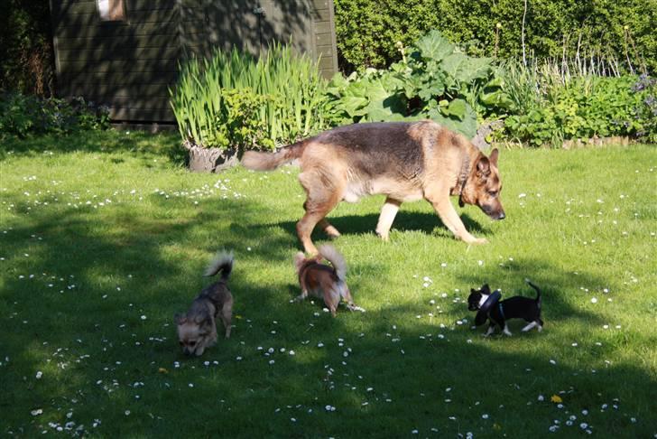 Simba 10 års fødselsdag  - simba
nemo -bailey -silke billede 3