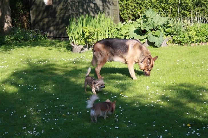 Simba 10 års fødselsdag  - simba
  nemo
  bailey billede 4