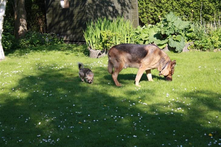 Simba 10 års fødselsdag  - Nemo-simba billede 5