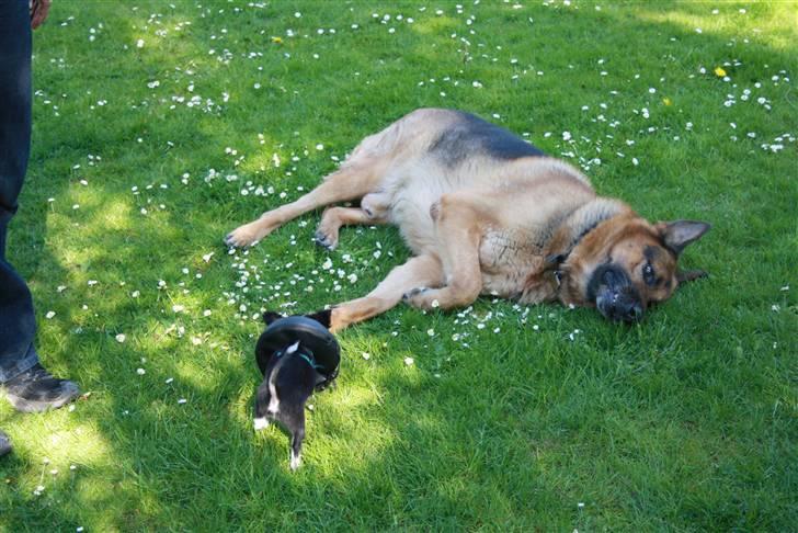 Simba 10 års fødselsdag  - Simba - silke billede 14