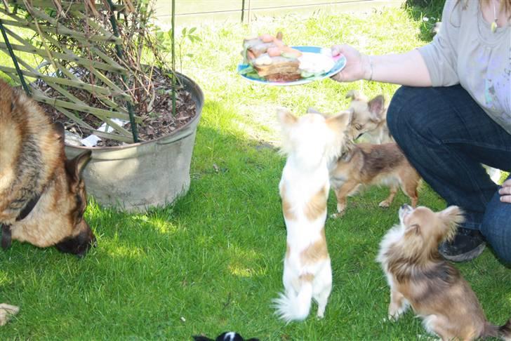 Simba 10 års fødselsdag  billede 17