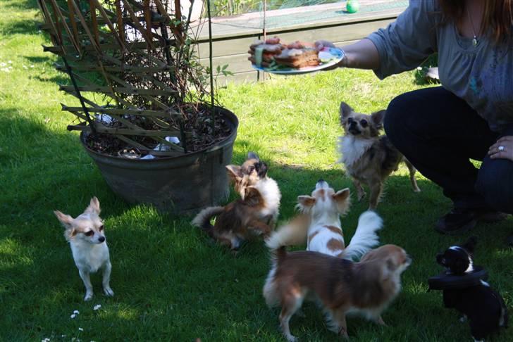Simba 10 års fødselsdag  billede 19