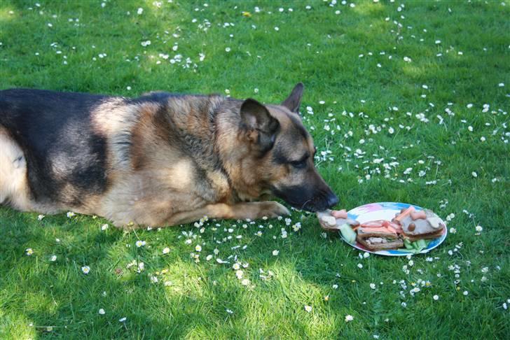 Simba 10 års fødselsdag  - Den snupper jeg billede 21