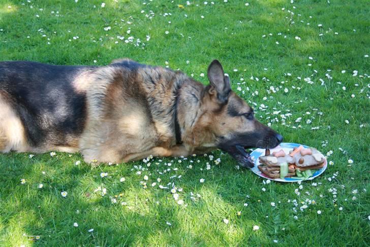 Simba 10 års fødselsdag  billede 23