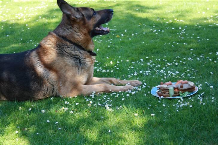 Simba 10 års fødselsdag  - Tilykke til mig billede 24