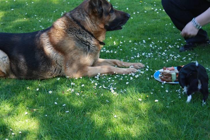 Simba 10 års fødselsdag  - Du simba  silke stjæler din kage billede 25