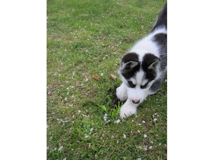 {{currentPhoto.altText}} billede {{currentPhoto.number}}