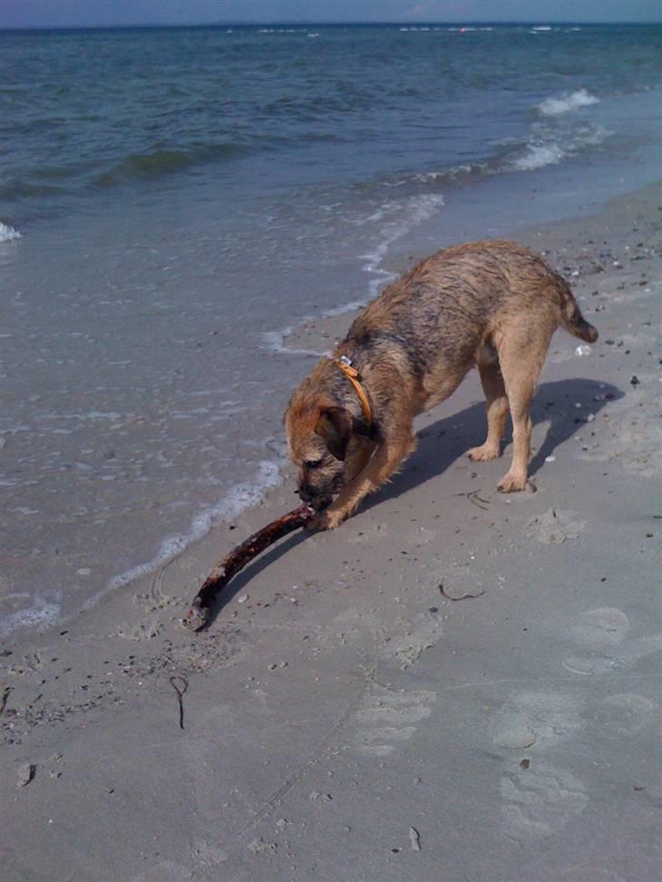 Pinsen i sommerhus billede 25