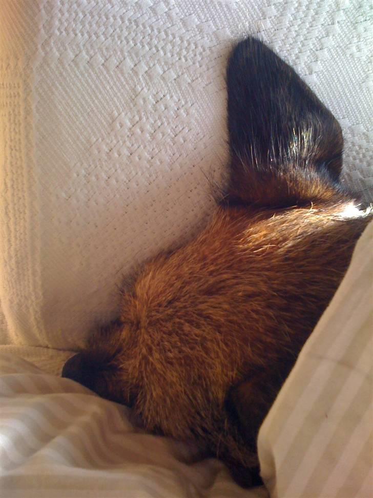 Pinsen i sommerhus - Træt Morris igen igen.. billede 36