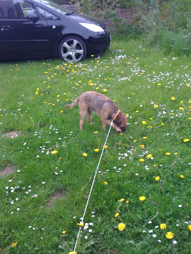 Pinsen i sommerhus - Søge søge billede 6