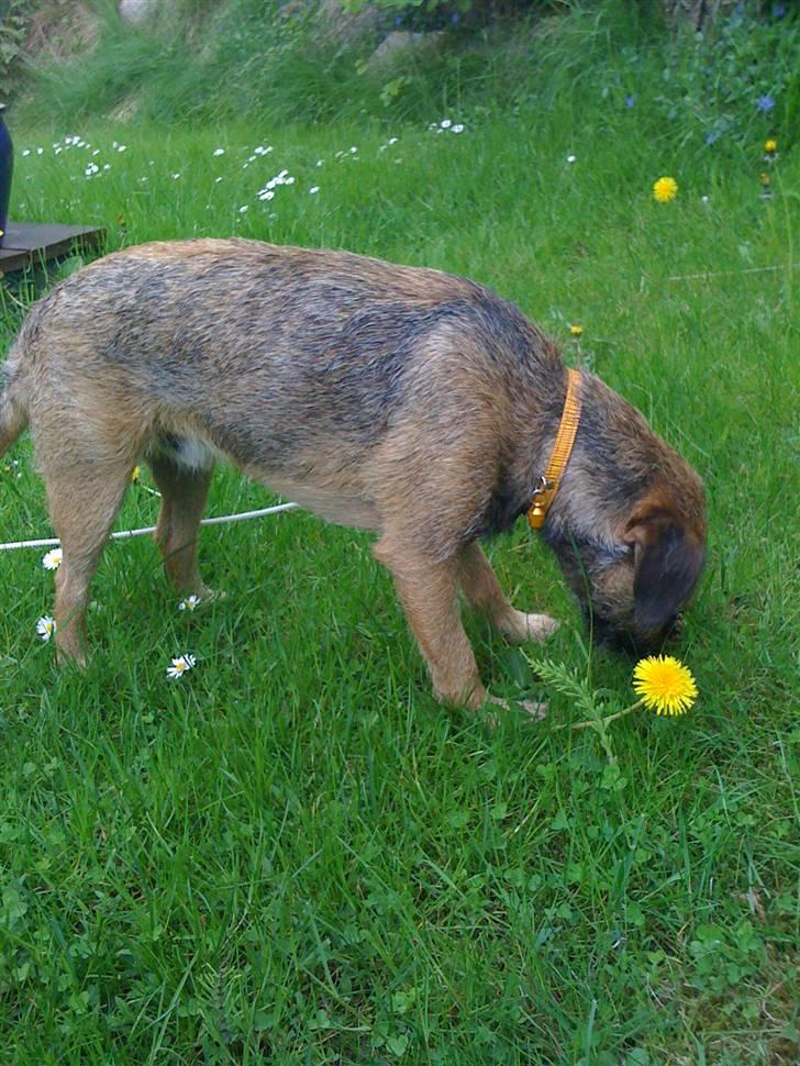 Pinsen i sommerhus billede 17