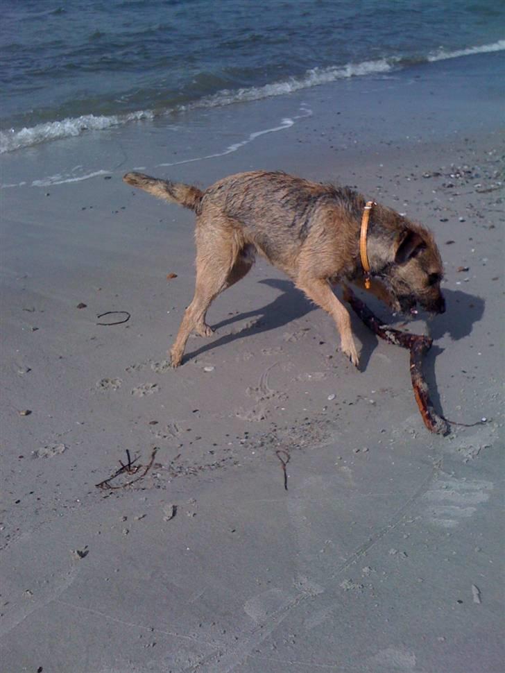 Pinsen i sommerhus - Elsker fangeleg... billede 24