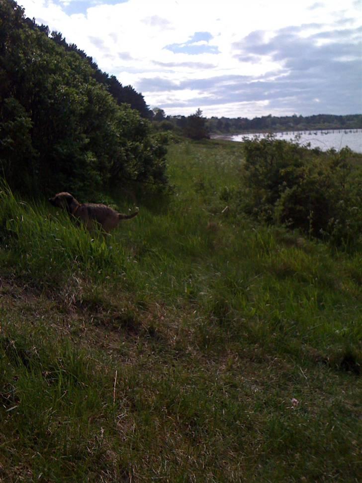 Pinsen i sommerhus billede 30