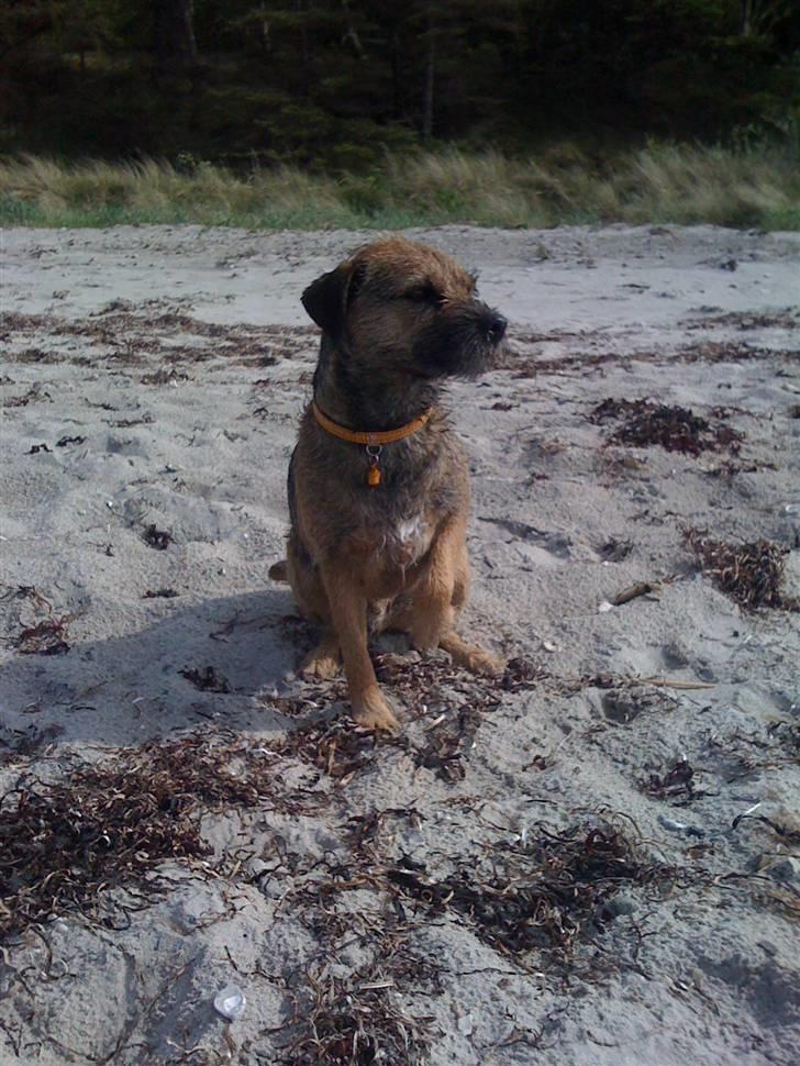 Pinsen i sommerhus - Uhhh nu kom jeg til at hoppe i havet igen...!!! billede 27