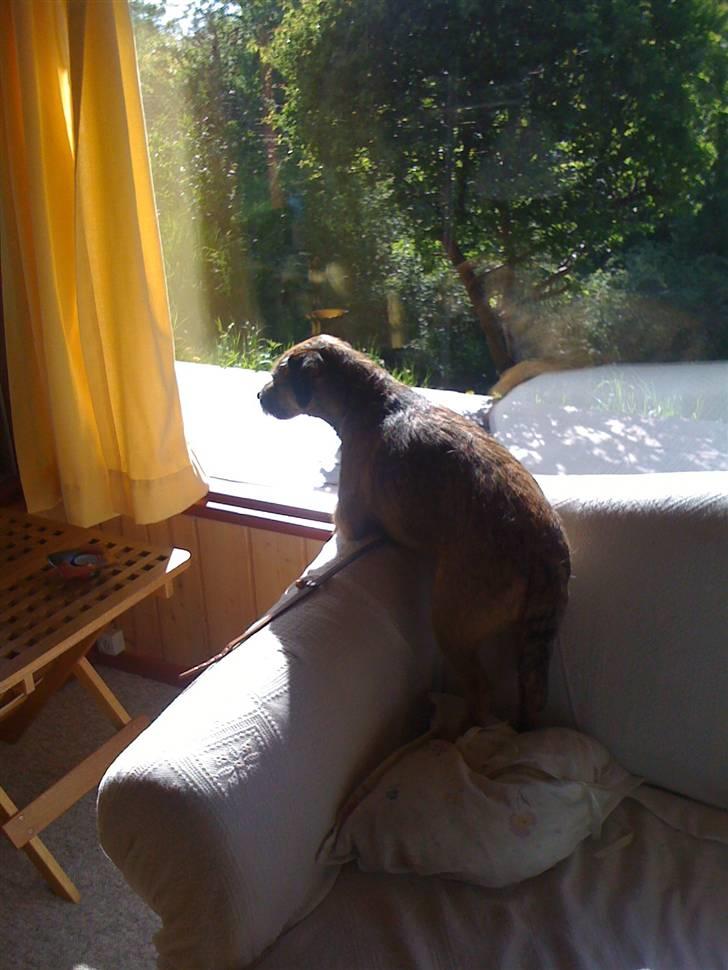 Pinsen i sommerhus - Morris varmer sig i solen + holder udkig.... Perfekt! billede 34